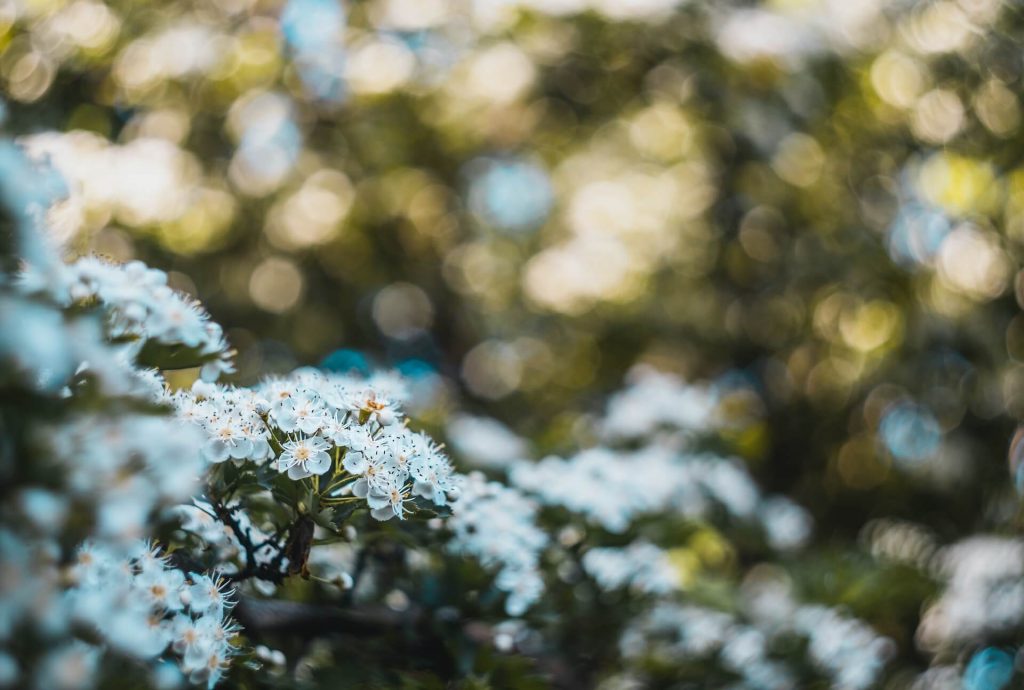 gallery bg 1024x690.jpg